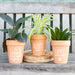 Bloom Where You Are Planted Terracotta Plant Pot - The Gift Cabin UK