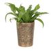 Tree of Life Bronze Terracotta Plant Pot by Lisa Parker - The Gift Cabin UK